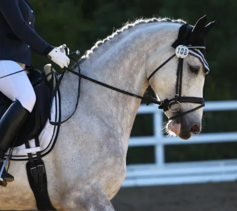 Gray speckled horse with rider